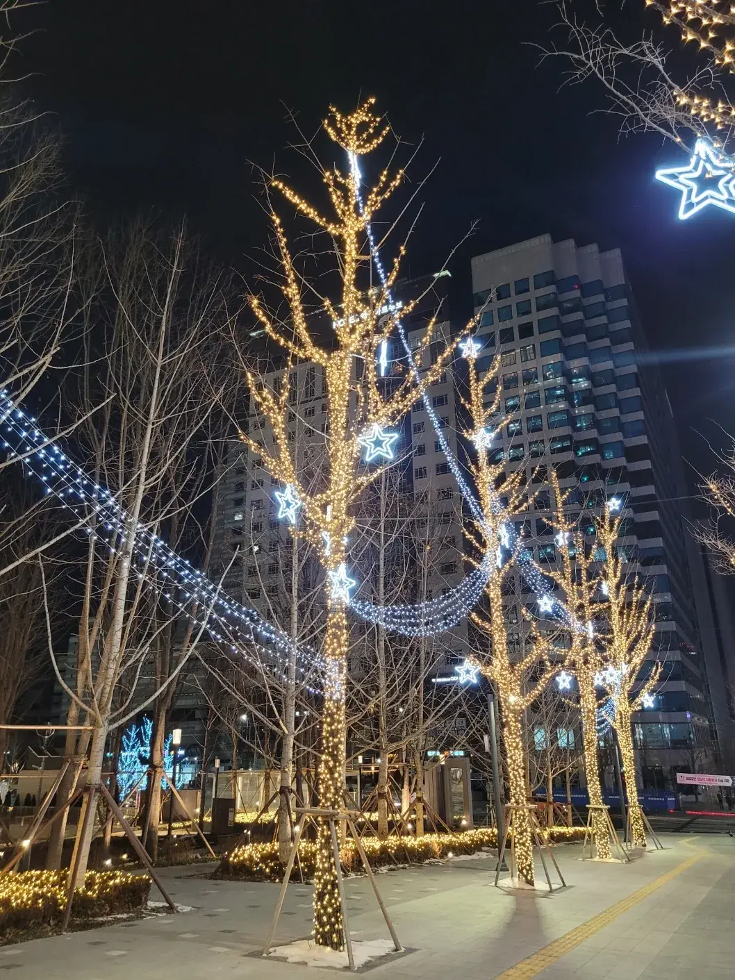 강남 센터필드 — 가로수 사이 블루 갈란드 조명