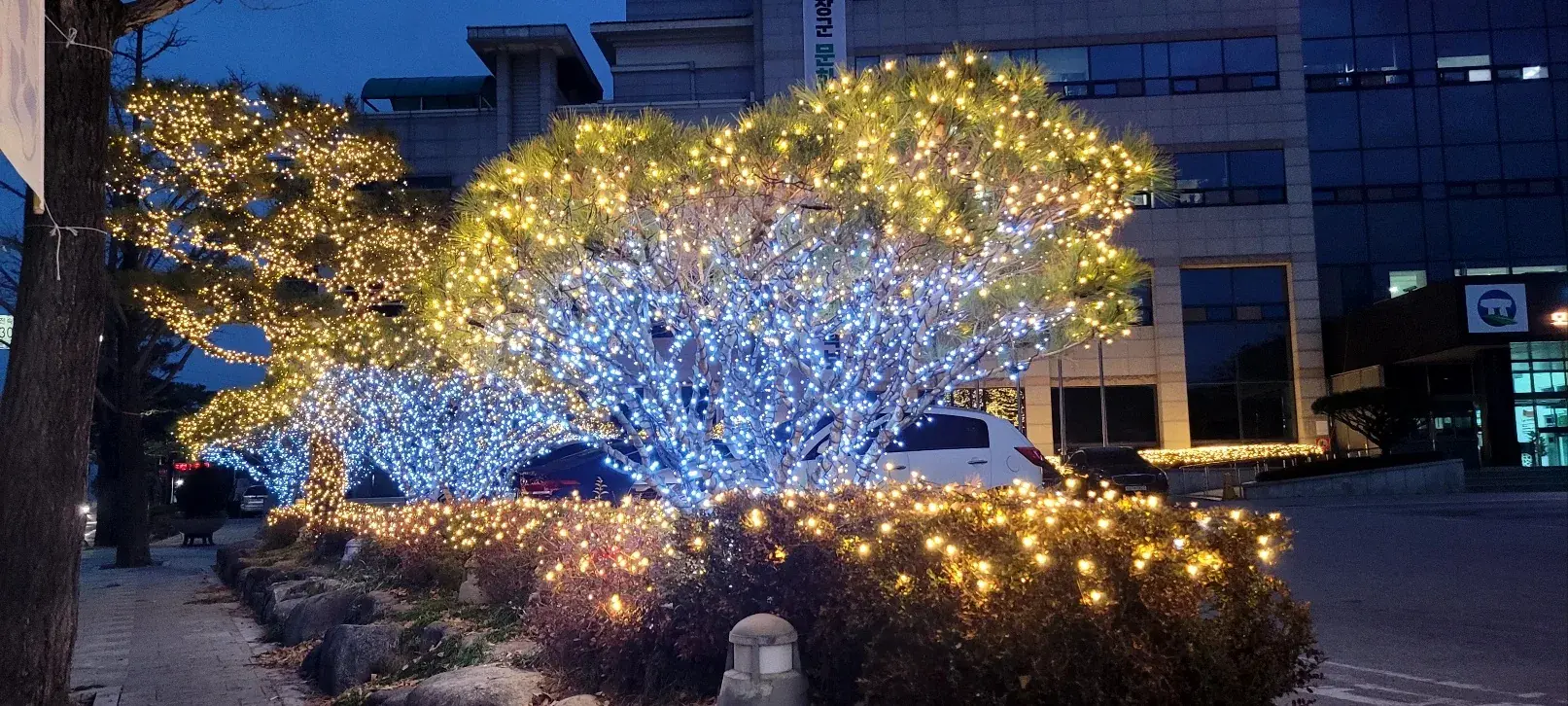 고창군청 — 군청 화단 화이트·골드 조명