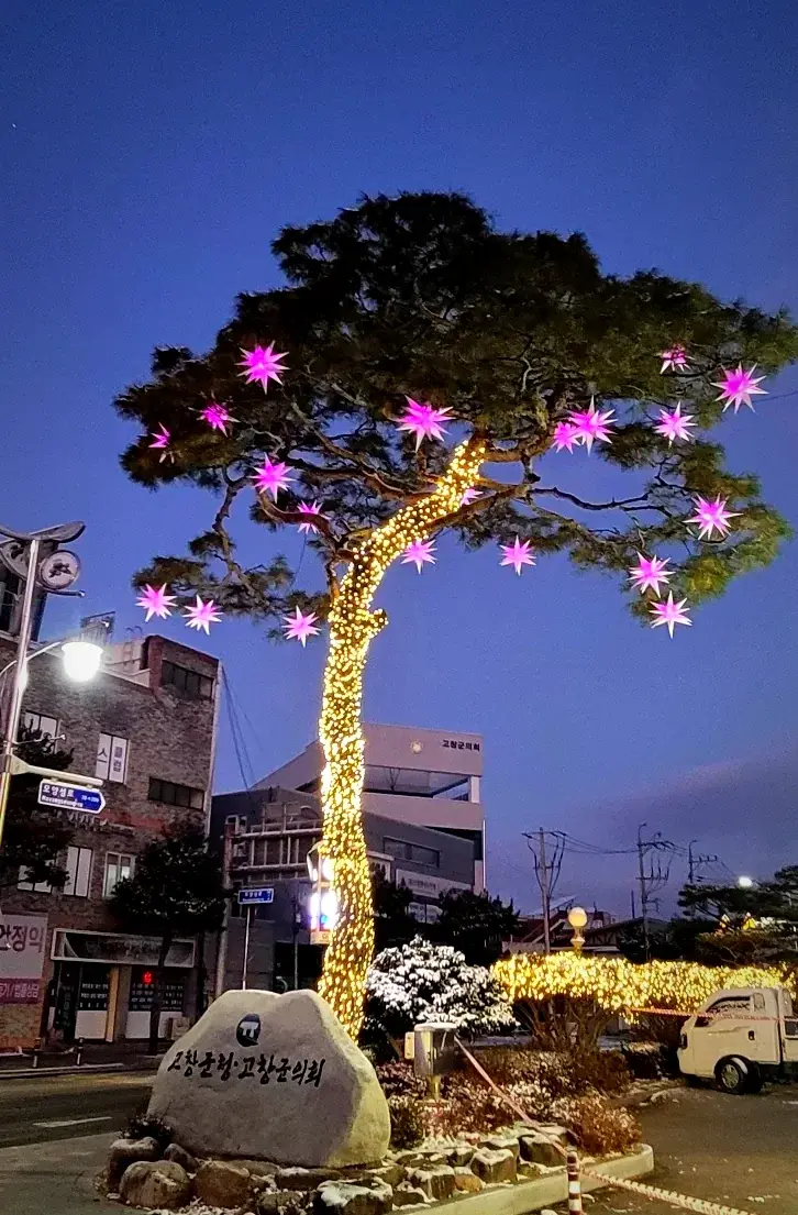 2025 고창군청 — 핑크 별을 단 소나무 조명