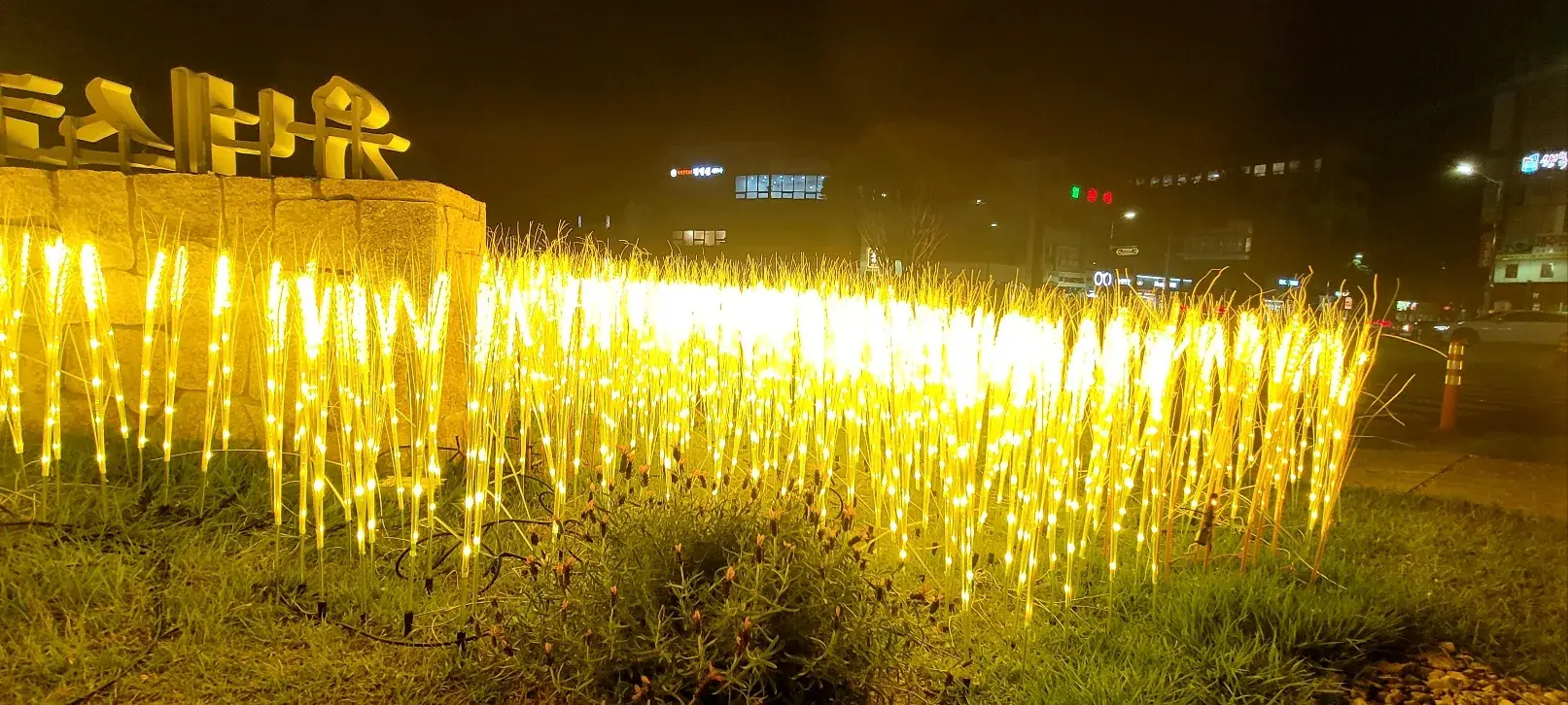 고창 청보리 축제 포토존 — 화단을 따라 이어진 보리 조명