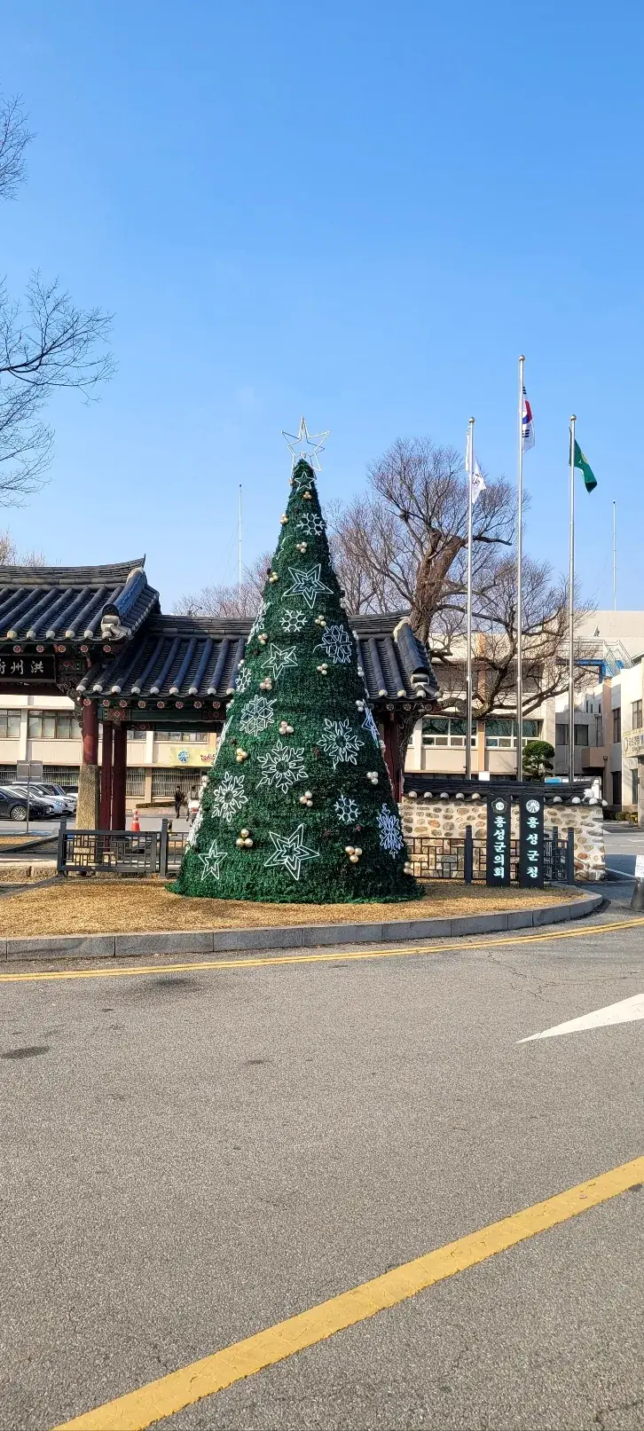 2024 홍성군청 — 군청 진입로에서 본 트리